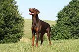 DOBERMANN 1086